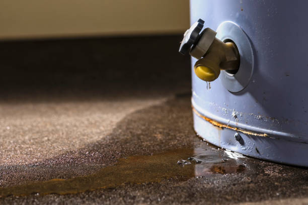 Best Professional water damage repair  in Dunedin, FL