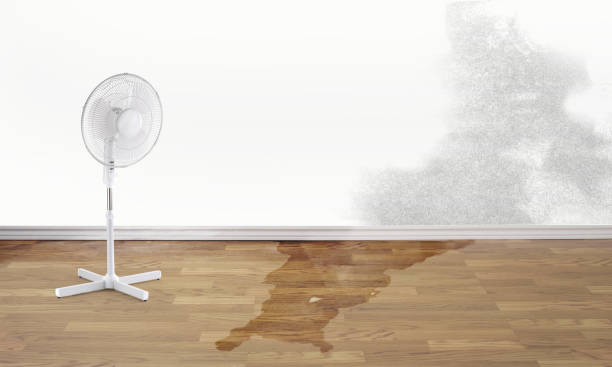 Best Local water damage restoration  in Dunedin, FL