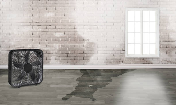 Best Mold removal after water damage  in Dunedin, FL