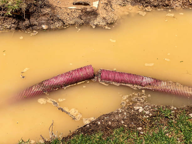 Best Water damage restoration near me  in Dunedin, FL